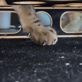 Claw Filing Box™